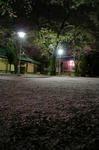 night_shrine_01.jpg